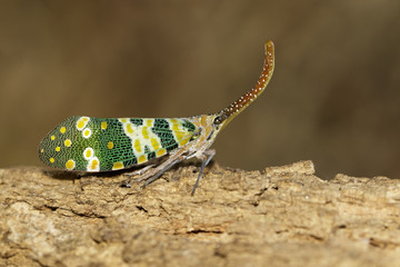 Image of fulgorid bug or lanternfly (Pyrops oculata) on nature background. Insect. Animal
