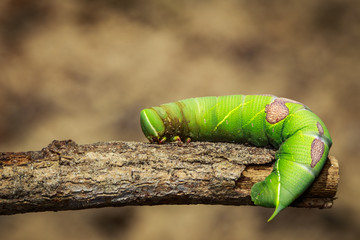 Image of green caterpillar on a branch. Insect. Animal