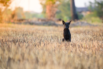 The dog sitting play  the garden.