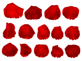 Rose patals isolated on white background with clipping path