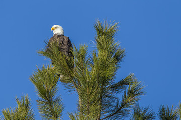 A bald eagle is perched at the top of a pine tree near Coeur d'Alene, Idaho.