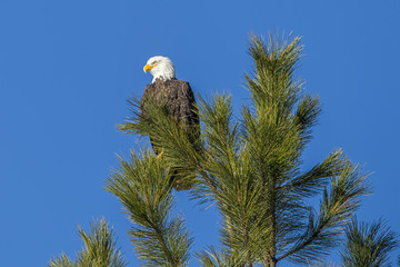 Alert eagle on tree top near Coeur d'Alene, Idaho.
