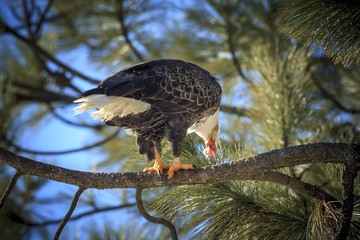 A bald eagle is eating a fish while perched on a branch near Coeur d'Alene, Idaho.