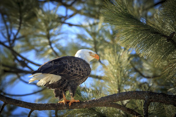 Sideview of eagle in a tree near Coeur d'Alene, Idaho.