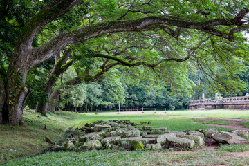 Big tree with ancient  stone Angkor wat in siem reap cambodia