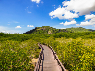 Fototapeta na wymiar A view of the Mangrove Nature Trail walkway at Pran Buri National Forest Park - blue sky in the background (Hua Hin, Thailand)