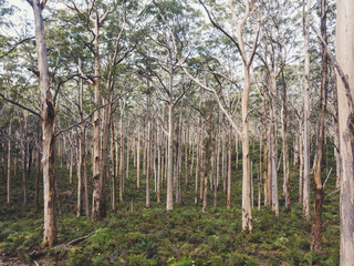 Boranup Forest Hideaway