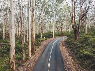 Fototapeta na wymiar Forest Vibes