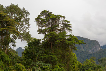 Exotic rainforest landscape from gunung mulu national park borneo malaysia