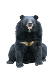 Fototapeta premium asiatic blackbear isolated on white background