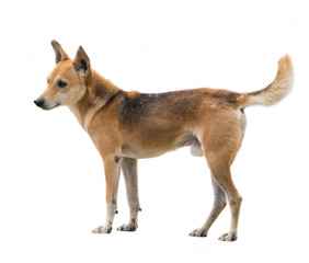 domestic thai dog isolated