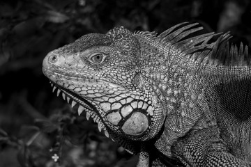 Green iguana or Common iguana / black and white photography