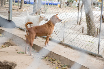 Thai dog  in the garden