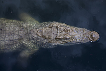Crocodile swimming 