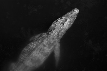 Crocodile swimming / black and white photography