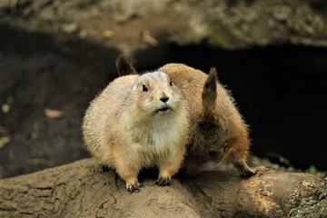 オグロプレーリードッグ