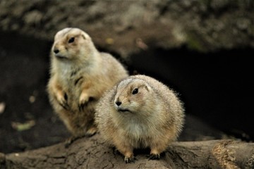 オグロプレーリードッグ