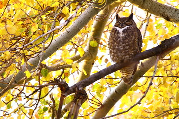 Great Horned Owl in the Morning
