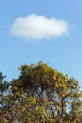 Obraz premium Cloud and Tree