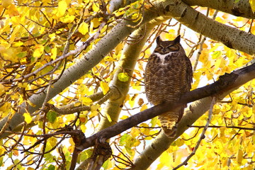 Great Horned Owl in the Morning