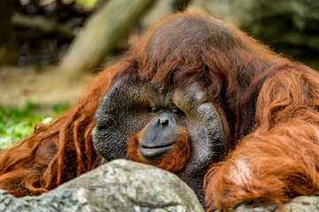 Old Orangutan © santagig