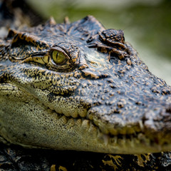 Crocodile in the zoo