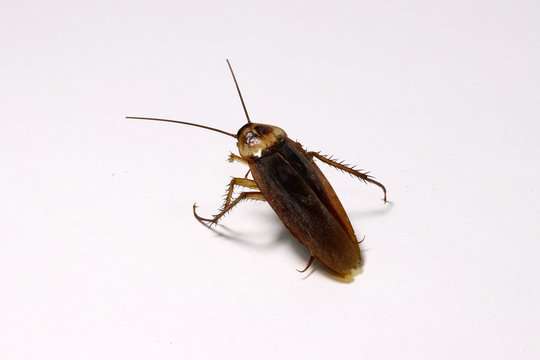 Dead cockroach on the white background. it is a beetle like insect with long antennae and legs, have become established worldwide as pests in homes and food service establishments.