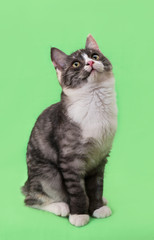 Beautiful two-tone color cat on green background