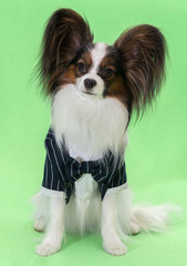 Beautiful young continental spaniel papillon in a tuxedo with butterfly on a green background