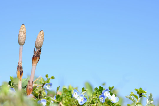 19 Best おおいぬふぐり Images Stock Photos Vectors Adobe Stock