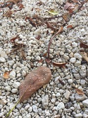Drops on Dead leafs