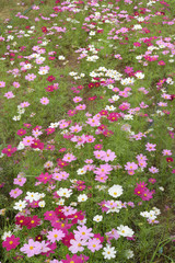 Beautiful flowers in the garden