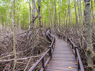 A view of the Mangrove Nature Trail walkway at Pran Buri National Forest Park - Hua Hin, Thailand