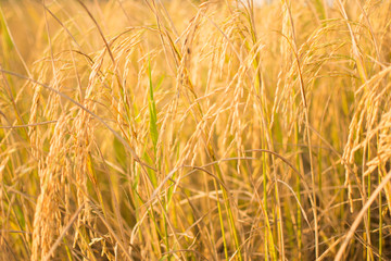 rice field at sunny day. subject is blurred.