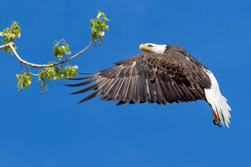 Bald Eagle in Flight 4-25-17
