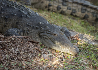 Obraz premium american crocodile suns on the banks of florida everglades