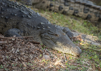 american crocodile suns on the banks of florida everglades