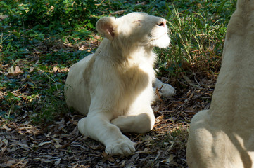 white young lions
