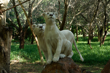 white young lions
