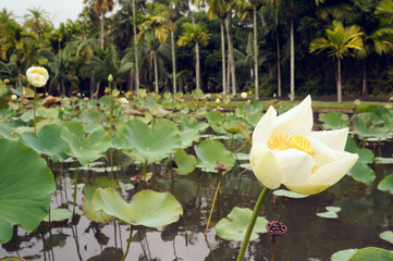 water lillys