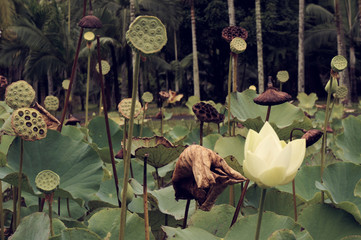 water lillys