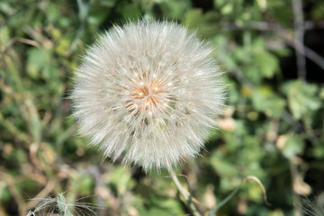 dandelion