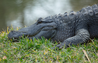 massive alligator smiles for camera