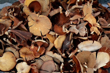 the stack of brown mushroom at walking street market
