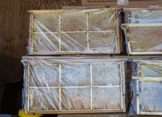 Fresh honey in the sealed comb frame