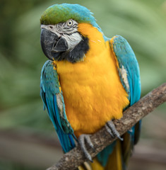 vibrant macaw perched at sunset