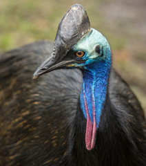 southern cassowary side profile