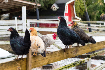 Colorful chickens on the fence at petting zoon on country farm market.