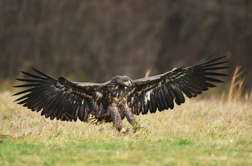 White tailed eagle (Haliaeetus albicilla)