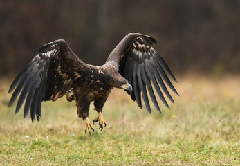 White tailed eagle (Haliaeetus albicilla)